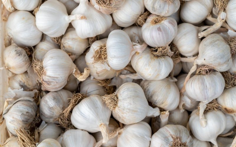 garlic farming